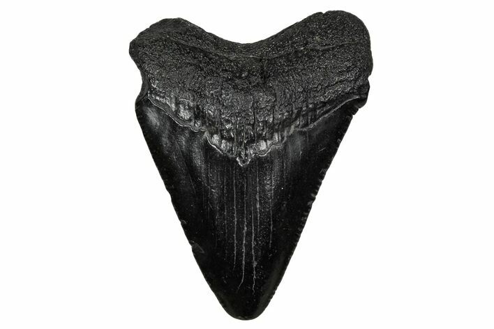 Juvenile Megalodon Tooth - South Carolina #340412